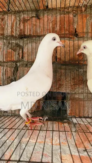 Pigeons for sale