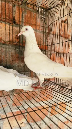 Pigeons for sale