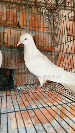 Pigeons for sale