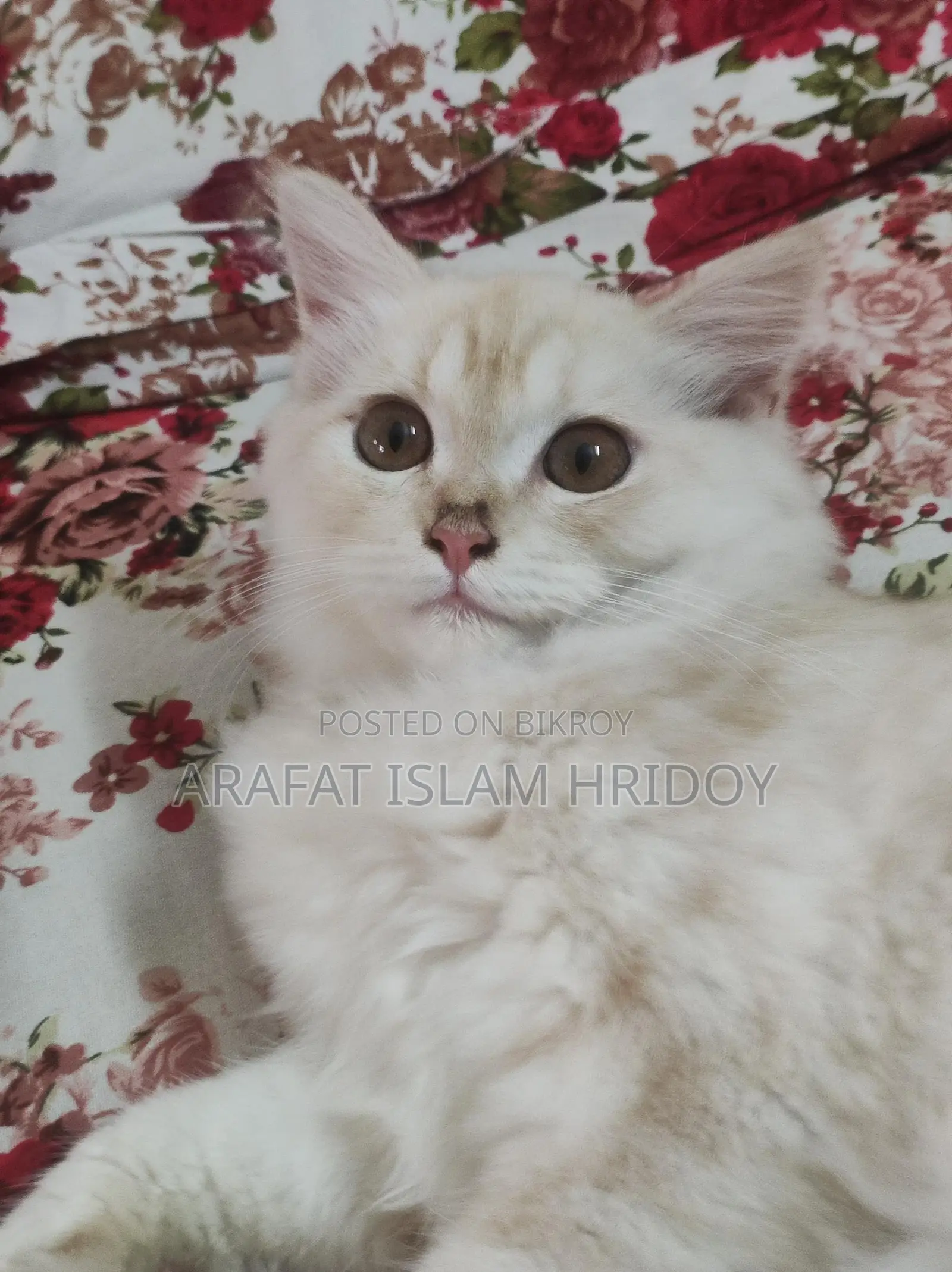 Persian Cat