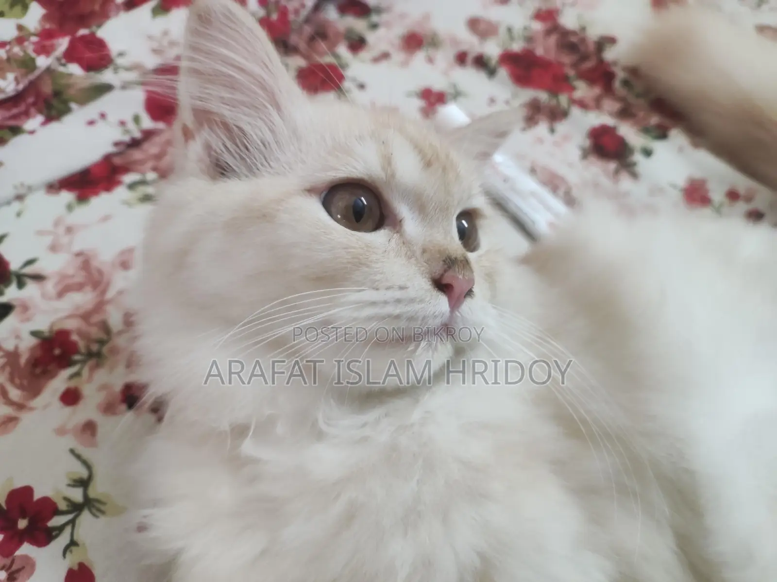 Persian Cat