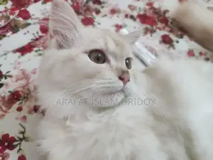 Persian Cat