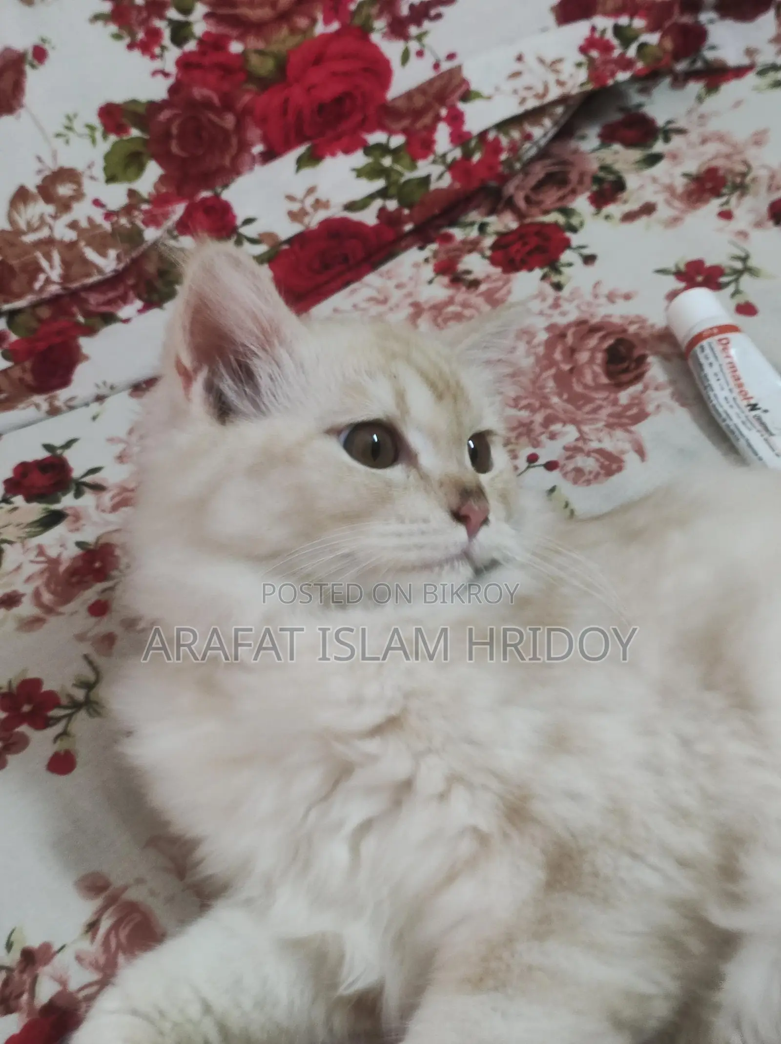 Persian Cat