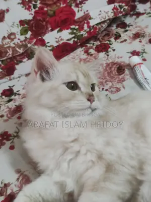 Persian Cat