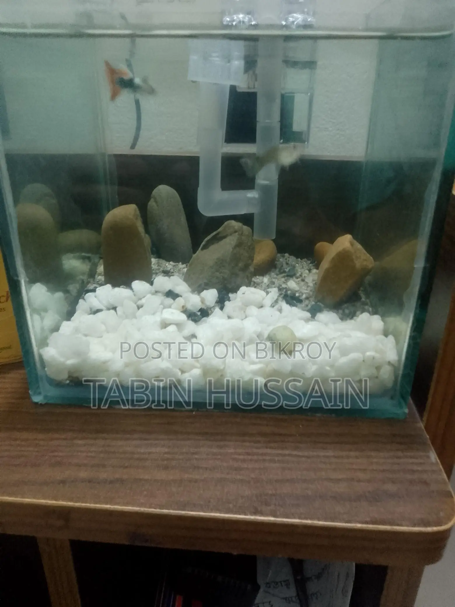 Full Setup Fish Tank