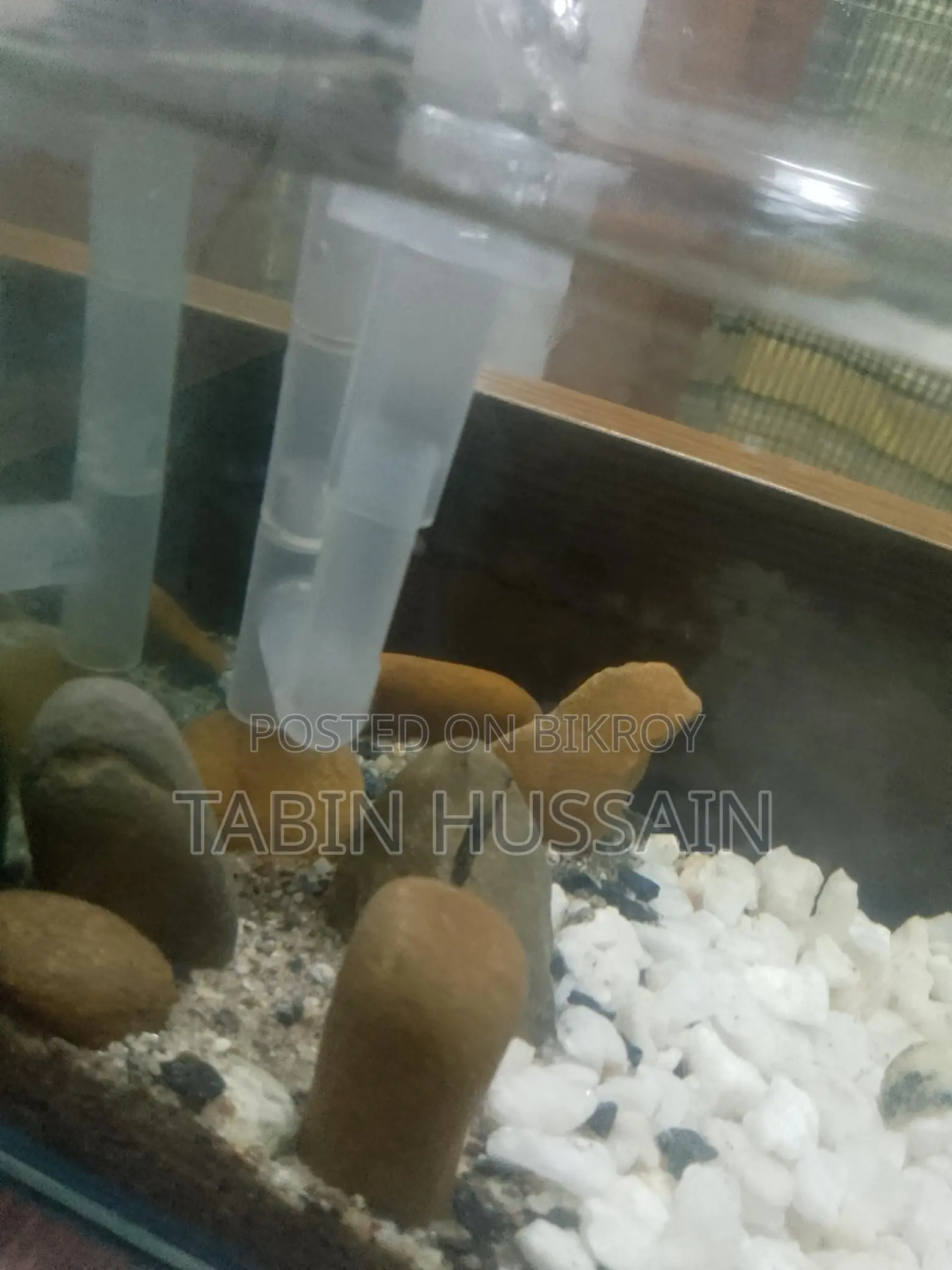 Full Setup Fish Tank