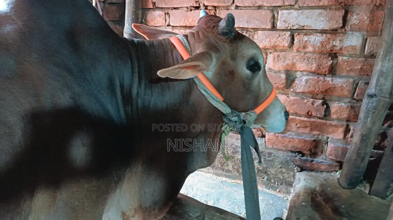 গরু বিক্রি করা হবে
