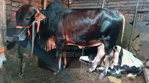 গরু বিক্রি করা হবে