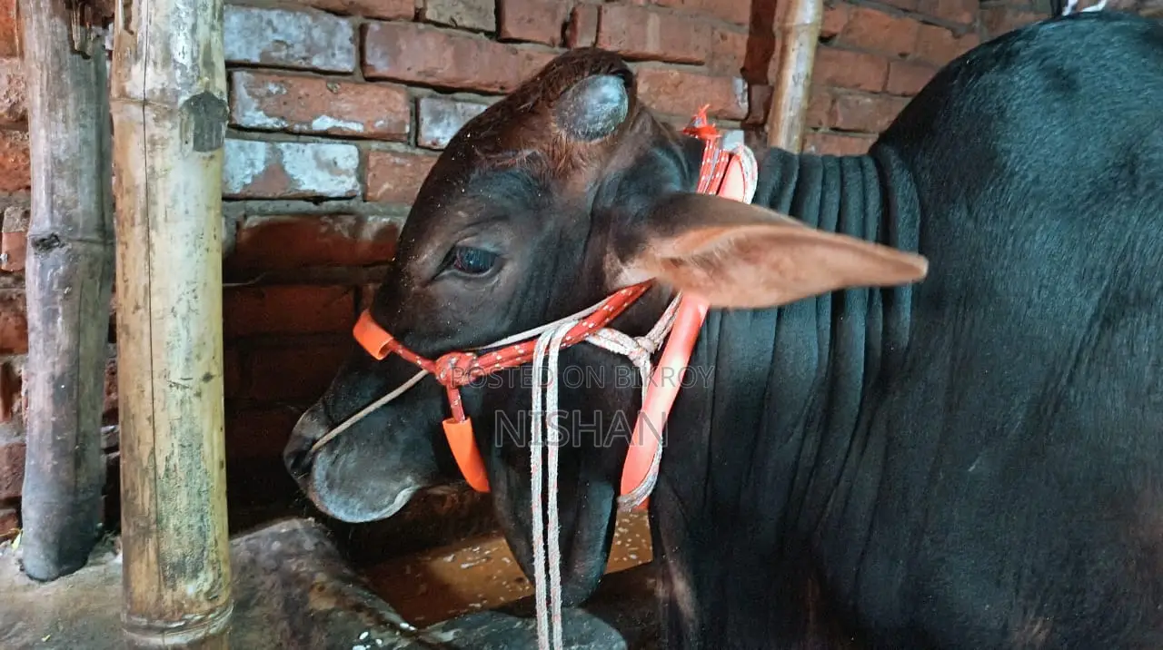 গরু বিক্রি করা হবে