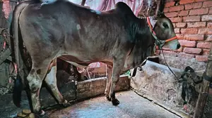 গরু বিক্রি করা হবে