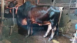 গরু বিক্রি করা হবে