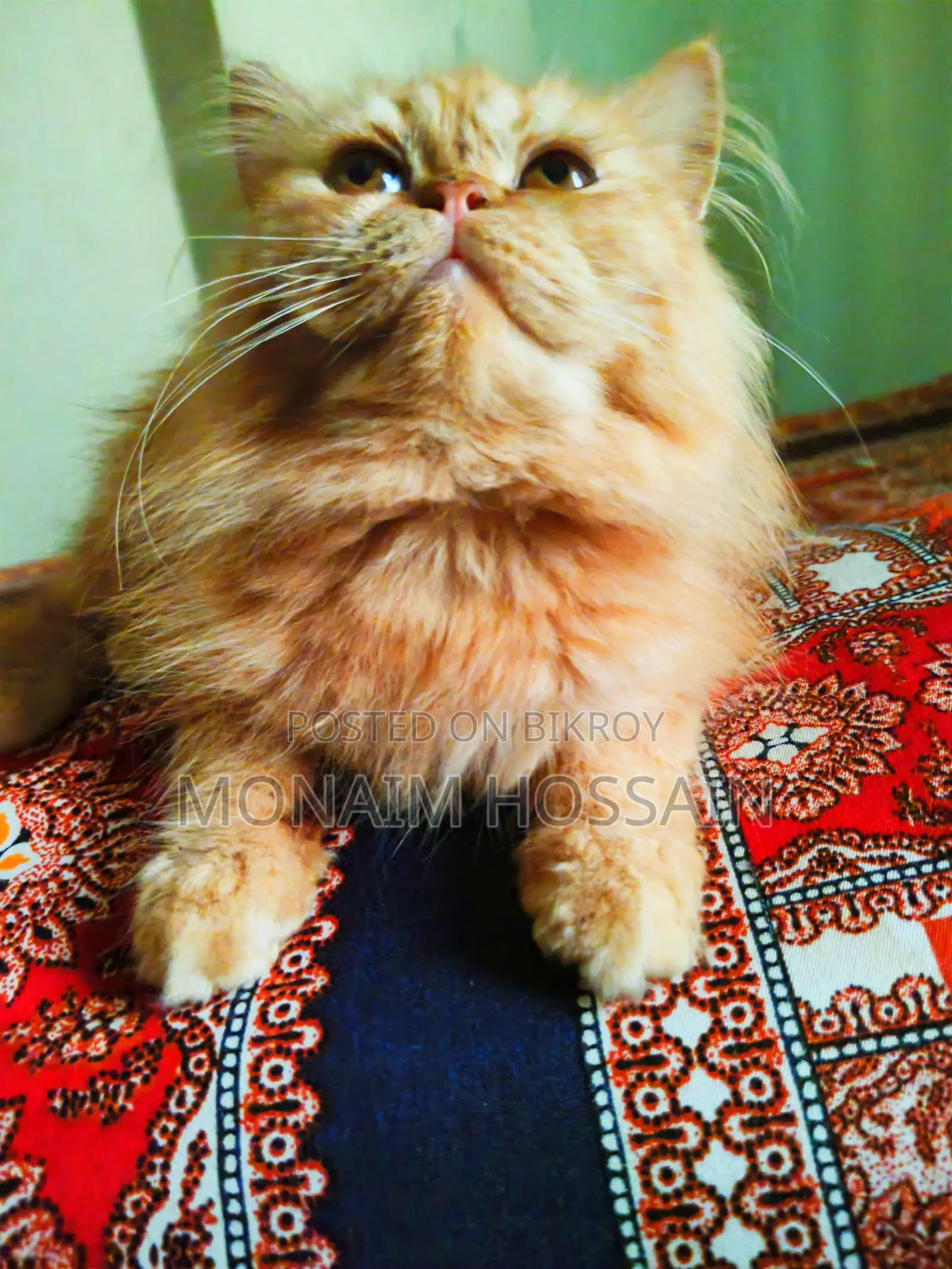 Triple Coat Long Hair Persian Cats