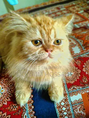 Triple Coat Long Hair Persian Cats