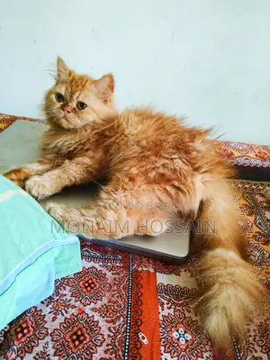 Triple Coat Long Hair Persian Cats