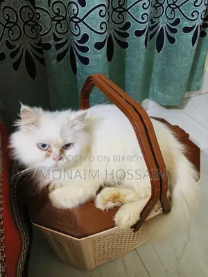 Triple Coat Long Hair Persian Cats