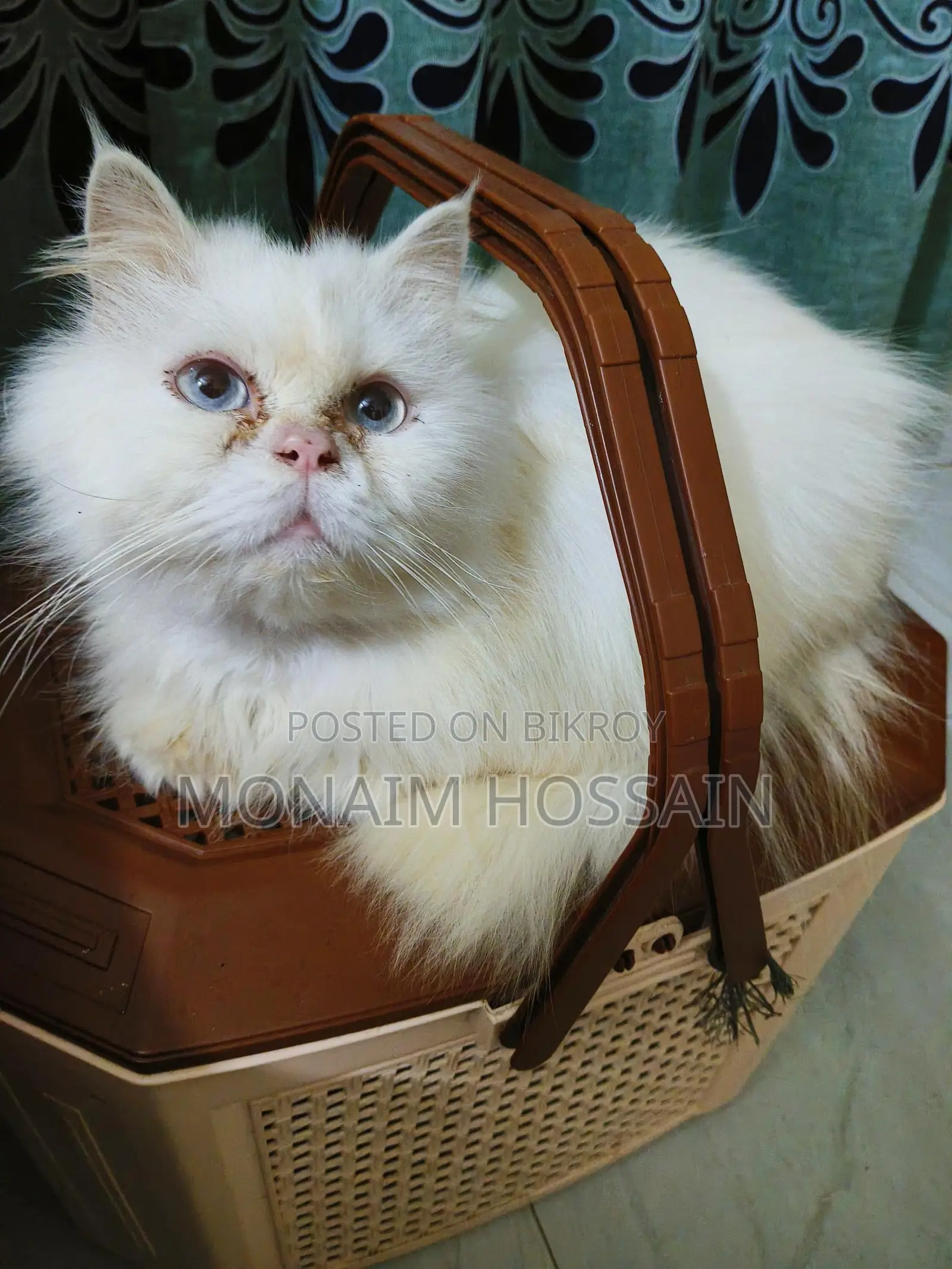 Triple Coat Long Hair Persian Cats