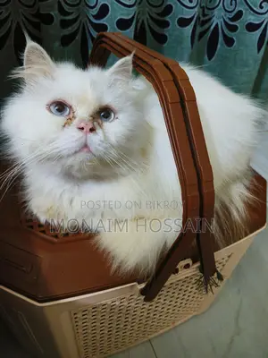 Triple Coat Long Hair Persian Cats