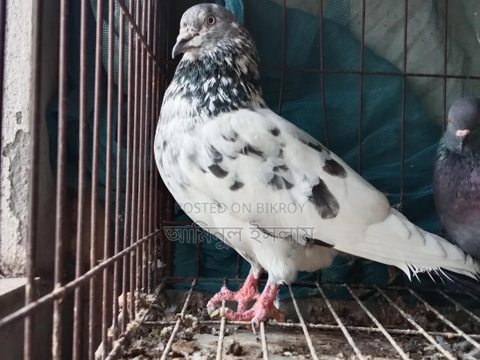 High-quality Giribaz pigeon for sale (Single Male)