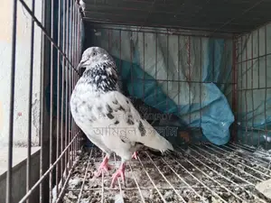 High-quality Giribaz pigeon for sale (Single Male)