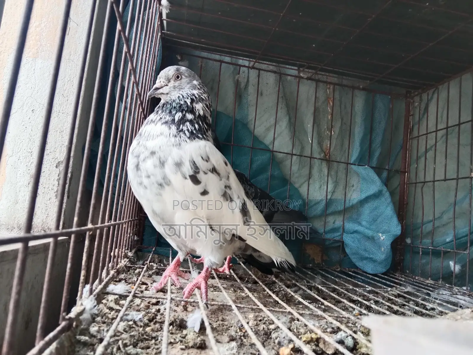 High-quality Giribaz pigeon for sale (Single Male)