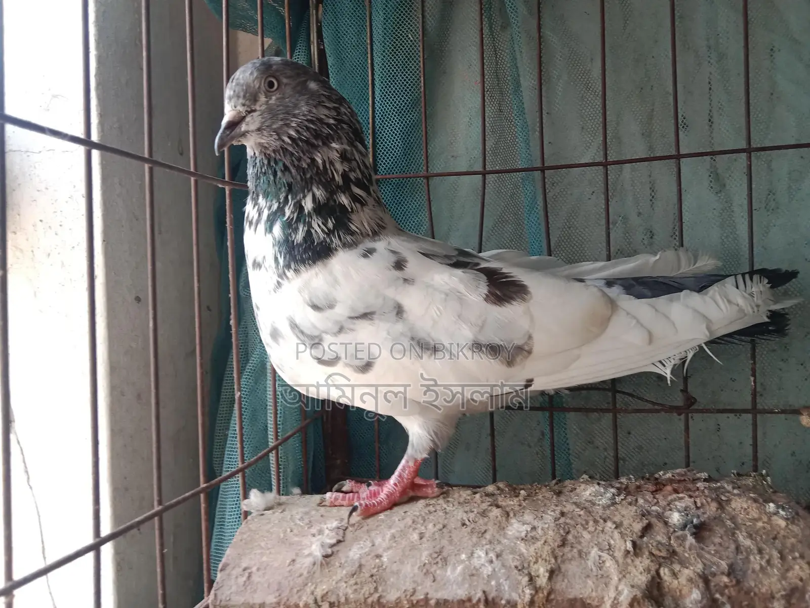 High-quality Giribaz pigeon for sale (Single Male)