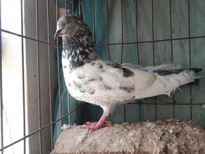 High-quality Giribaz pigeon for sale (Single Male)