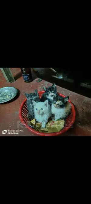 High-Quality Mixed Breed Kittens