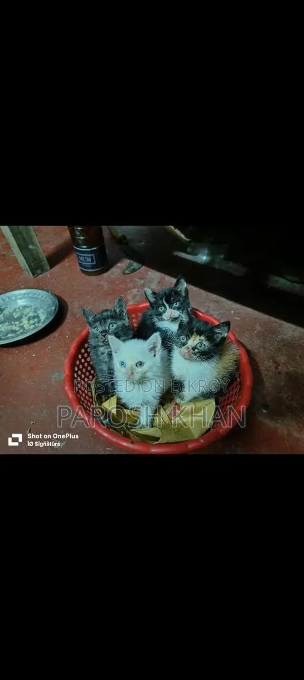 হাই কোয়ালিটি মিক্স ব্রিড