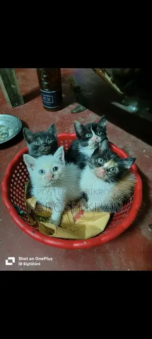 হাই কোয়ালিটি মিক্স ব্রিড