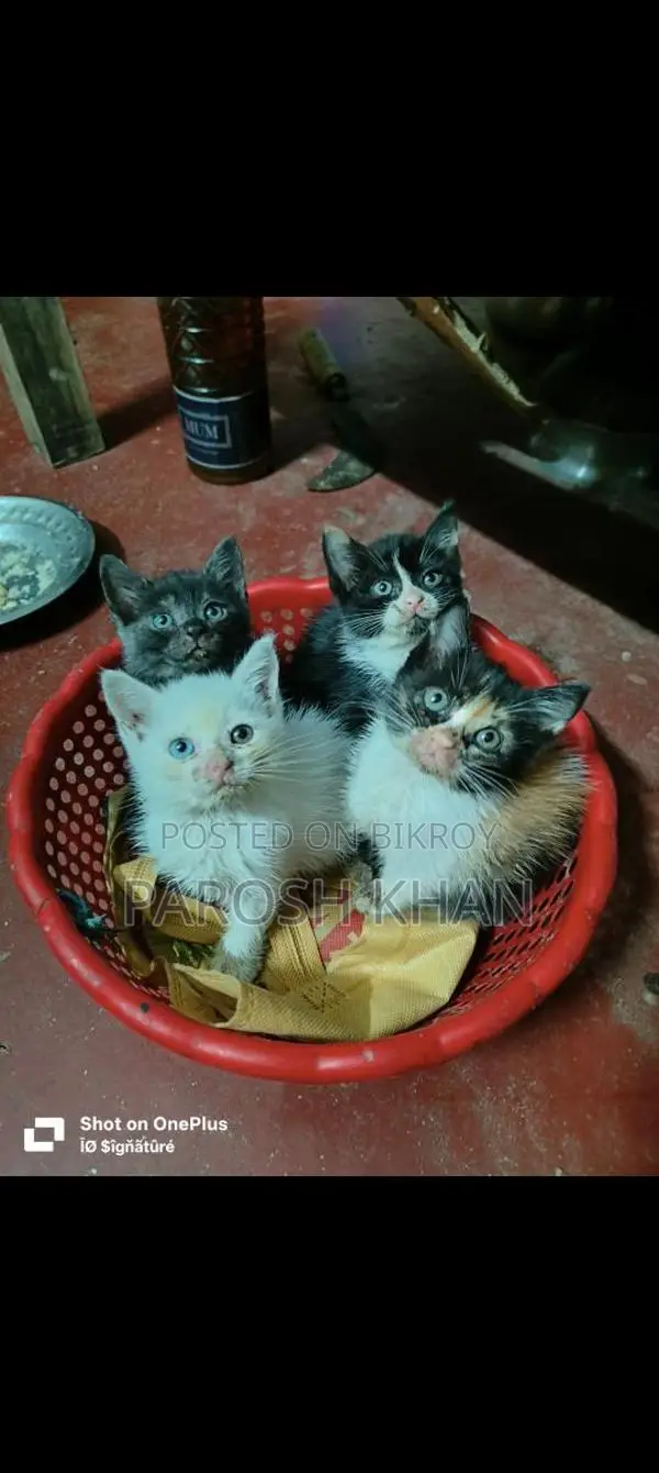 হাই কোয়ালিটি মিক্স ব্রিড