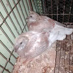 রেড চেকার রেসারের বেবি