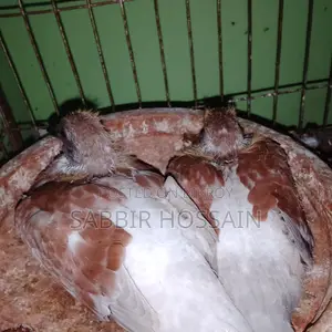 রেড চেকার রেসারের বেবি
