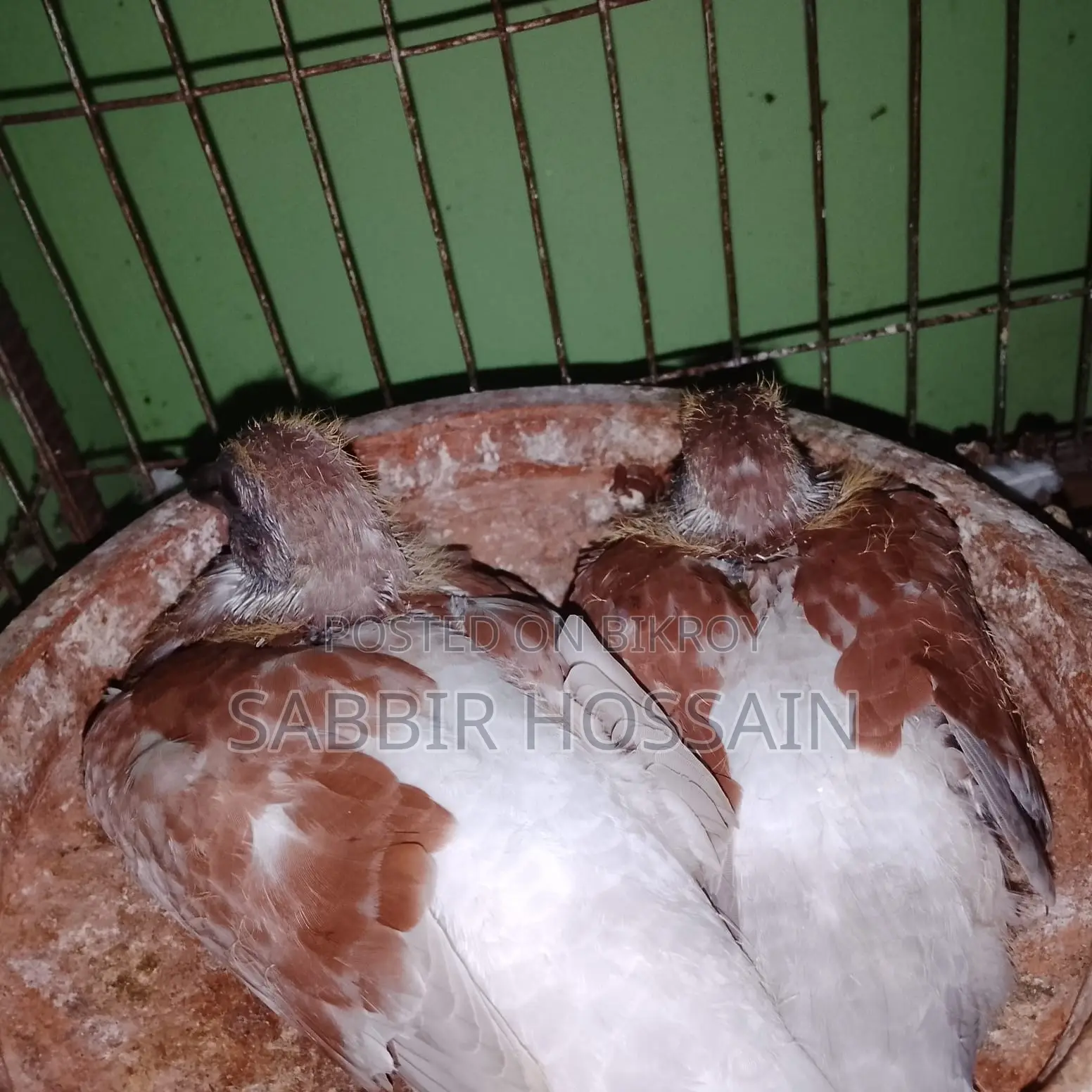 রেড চেকার রেসারের বেবি