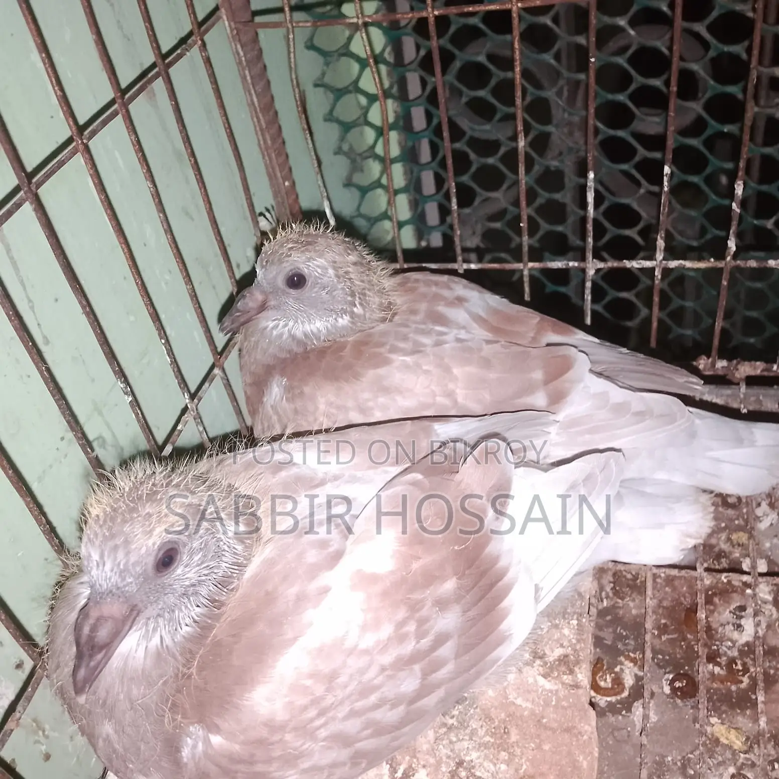 রেড চেকার রেসারের বেবি