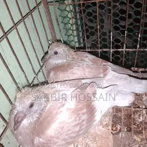 রেড চেকার রেসারের বেবি