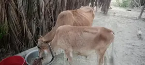 High-Quality Cow with Calf for Sale