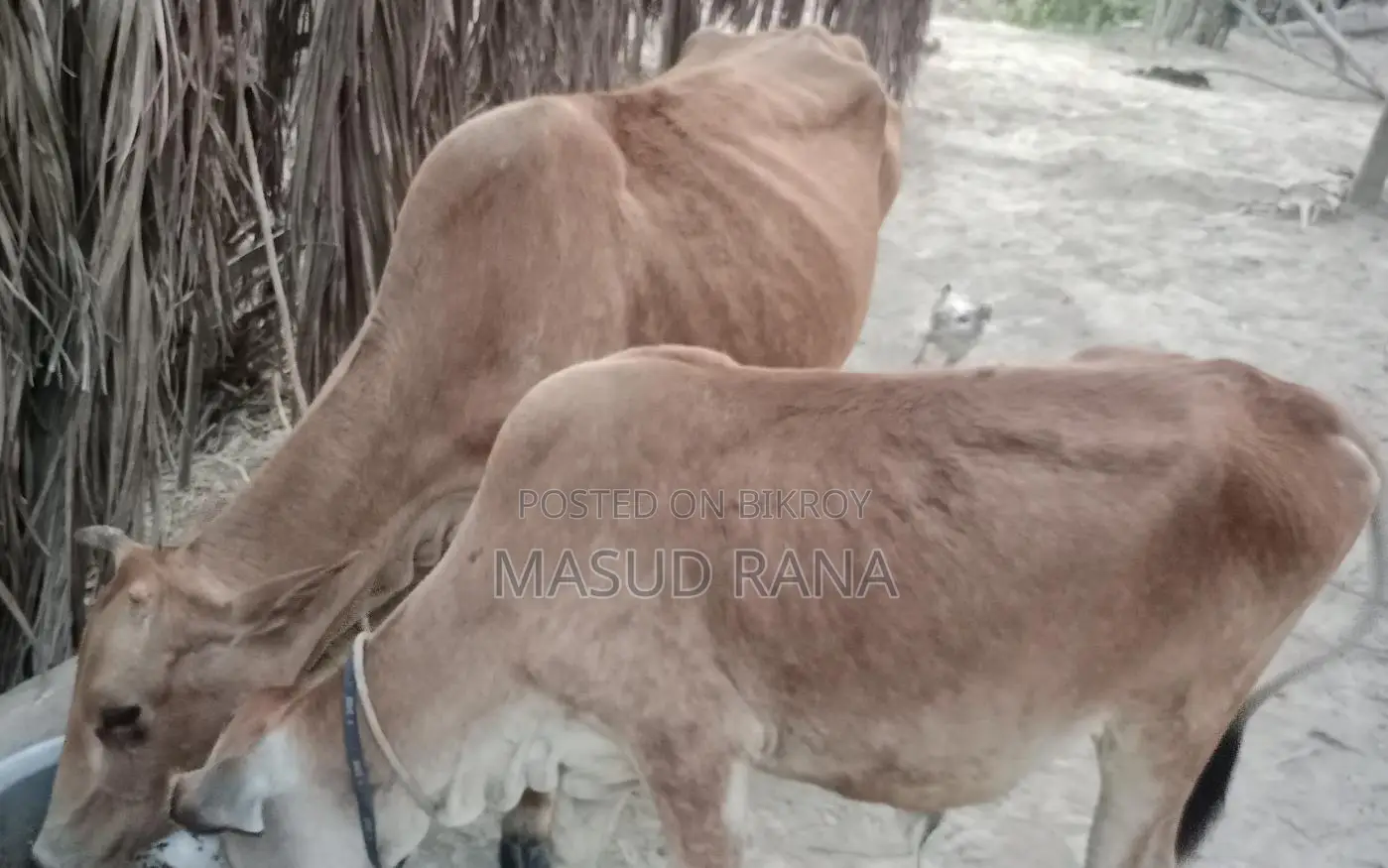 High-Quality Cow with Calf for Sale