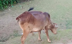 High-Quality Cow with Calf for Sale