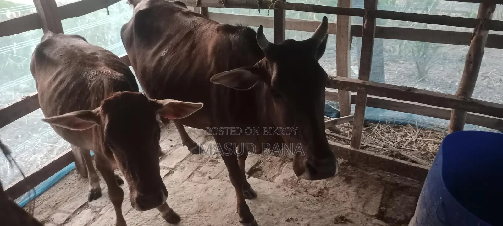High-Quality Cow with Calf for Sale