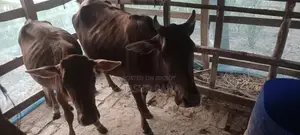 High-Quality Cow with Calf for Sale