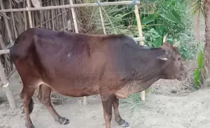 High-Quality Cow with Calf for Sale