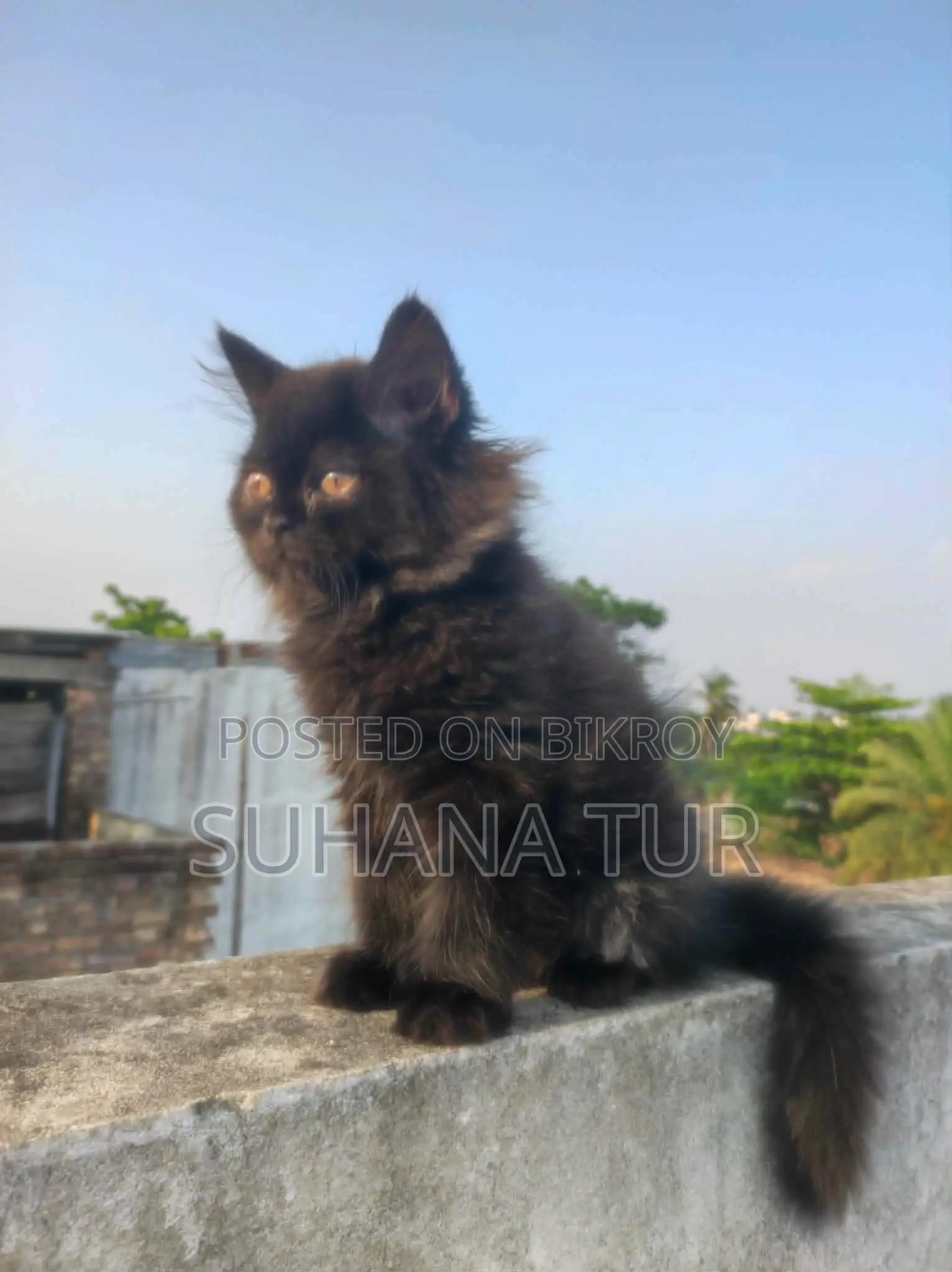Persian cat