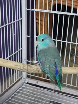 Forpus Bird
