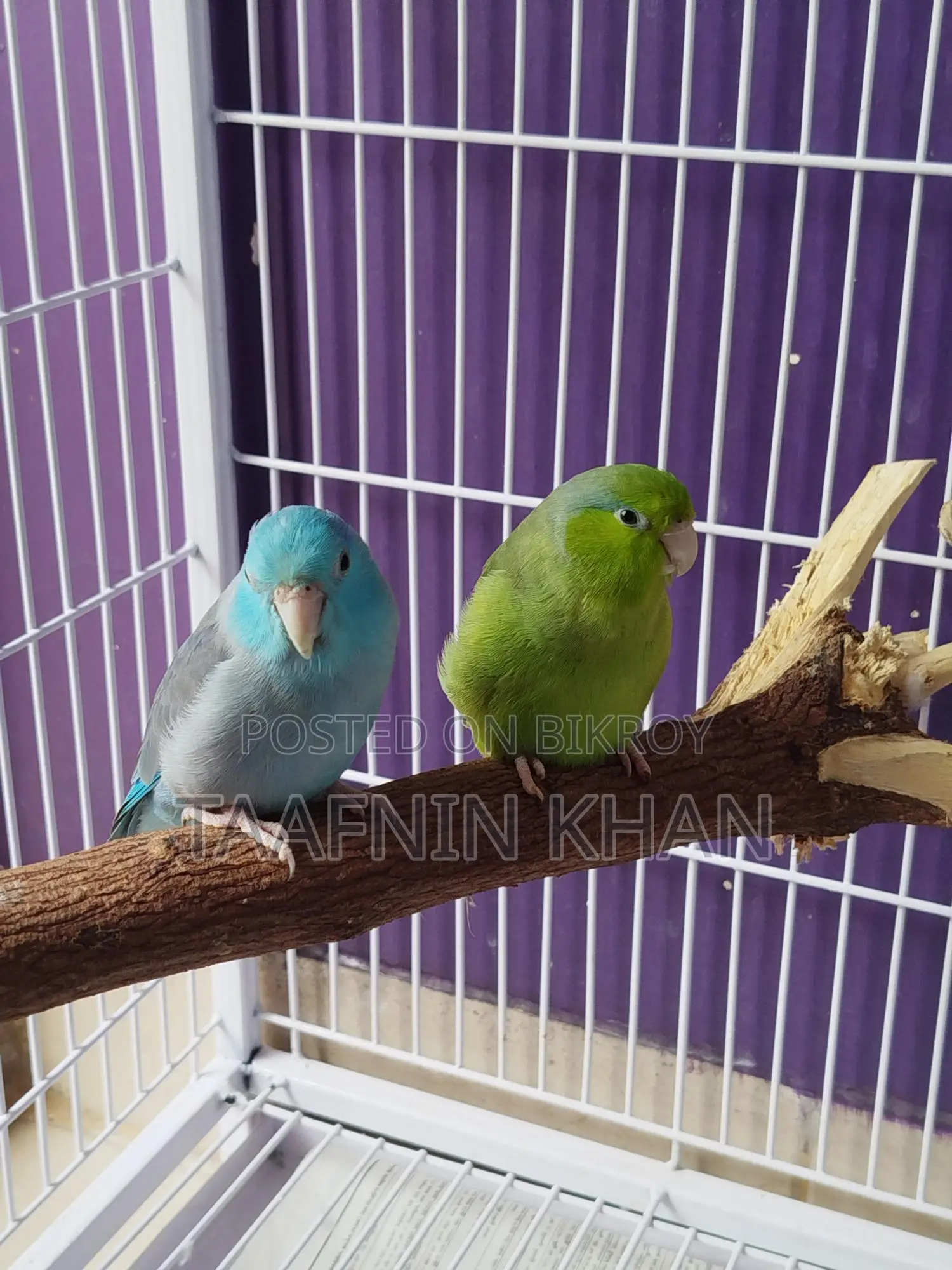 Forpus Bird
