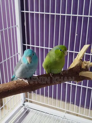 Forpus Bird