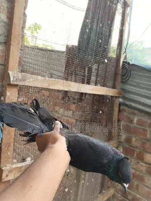 Bird For Sell