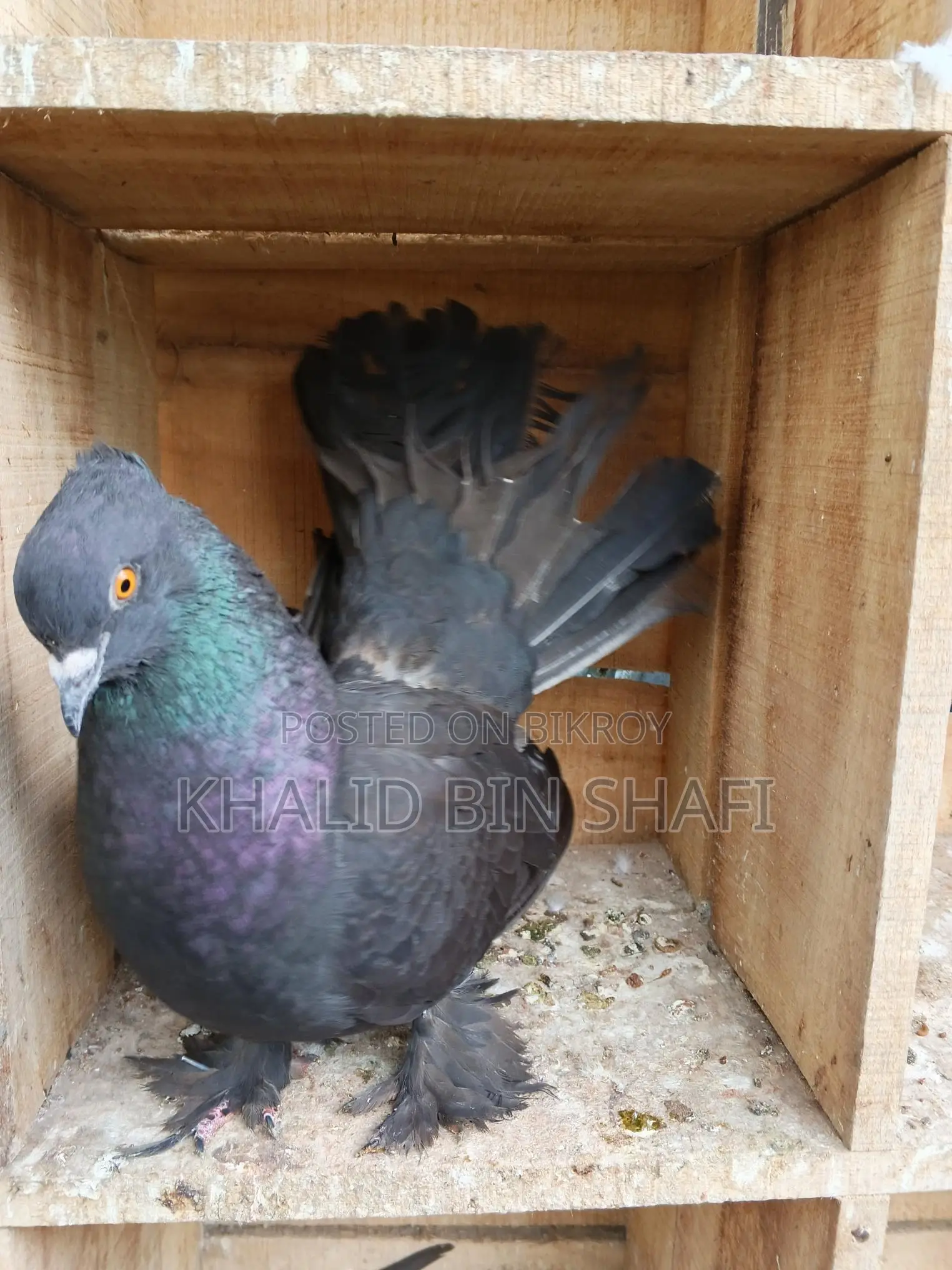 Bird For Sell