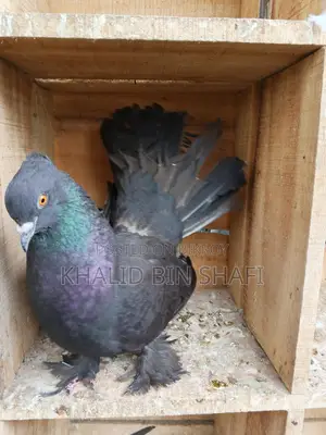 Bird For Sell