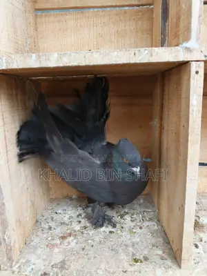 Bird For Sell