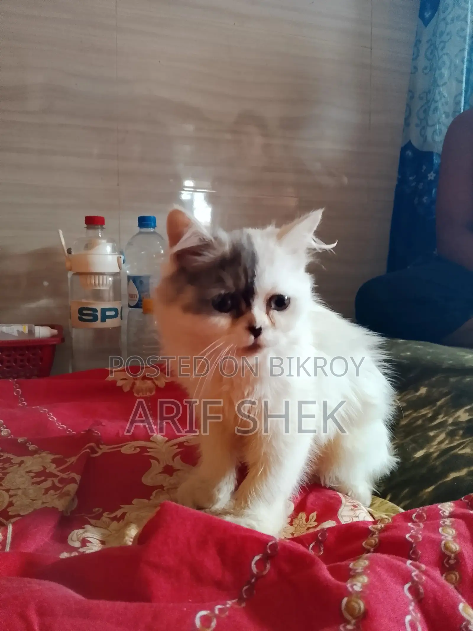 আমার শখের বিড়ালটি বিক্রি করতে চাই